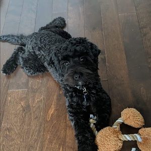 Meet your Posher, Kira